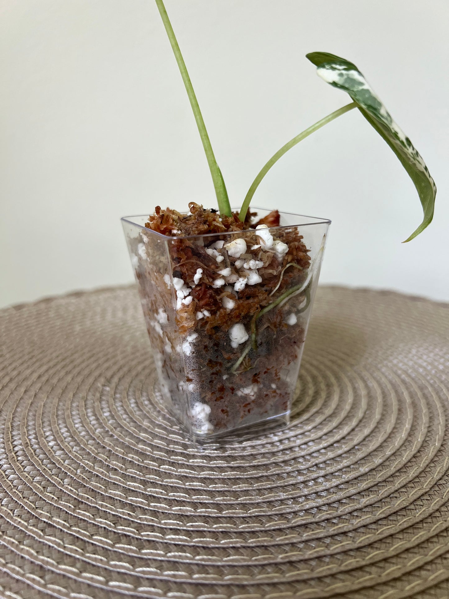 Alocasia variegated frydek (9)