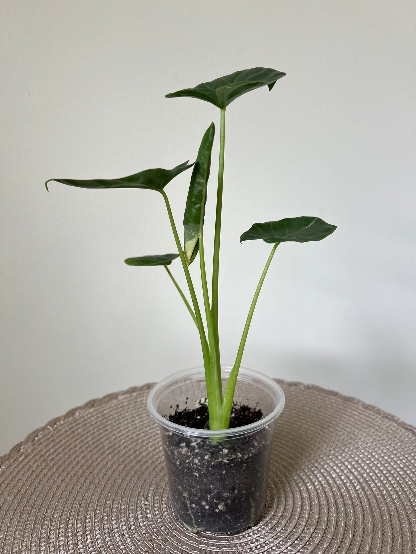 Alocasia variegated Macrorrhiza (2)