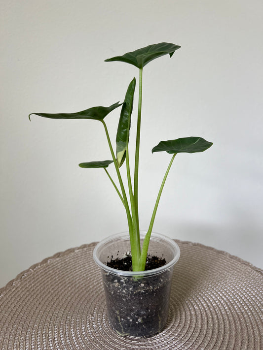 Alocasia variegated Macrorrhiza (2)