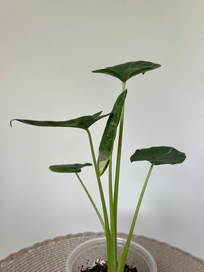 Alocasia variegated Macrorrhiza (2)